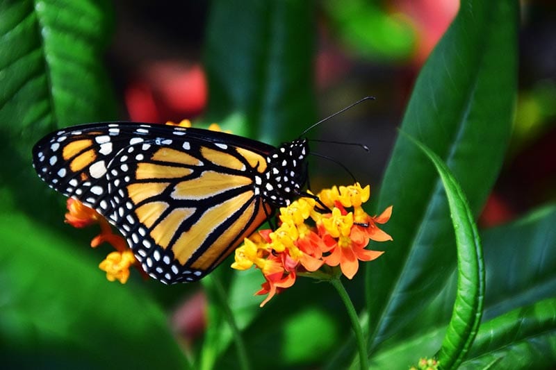 monarch butterfly on a flower