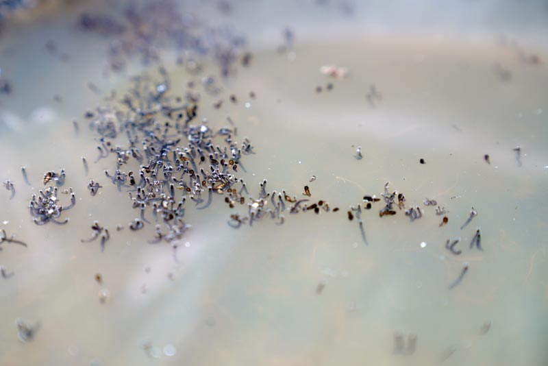 mosquito larvae in pots