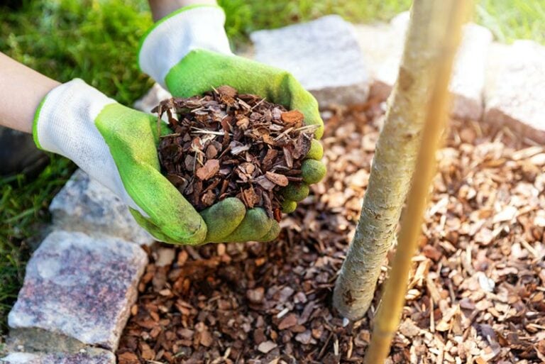 How to Stop Tree Roots From Sprouting (6 Expert Tips) | Home Grail