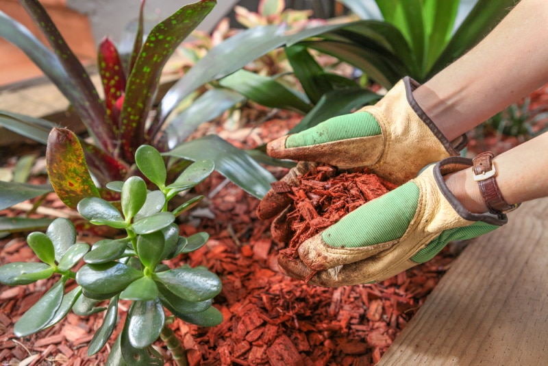 mulching garden