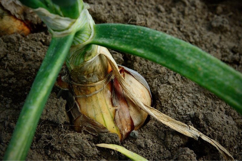 onion bulb planted in soil