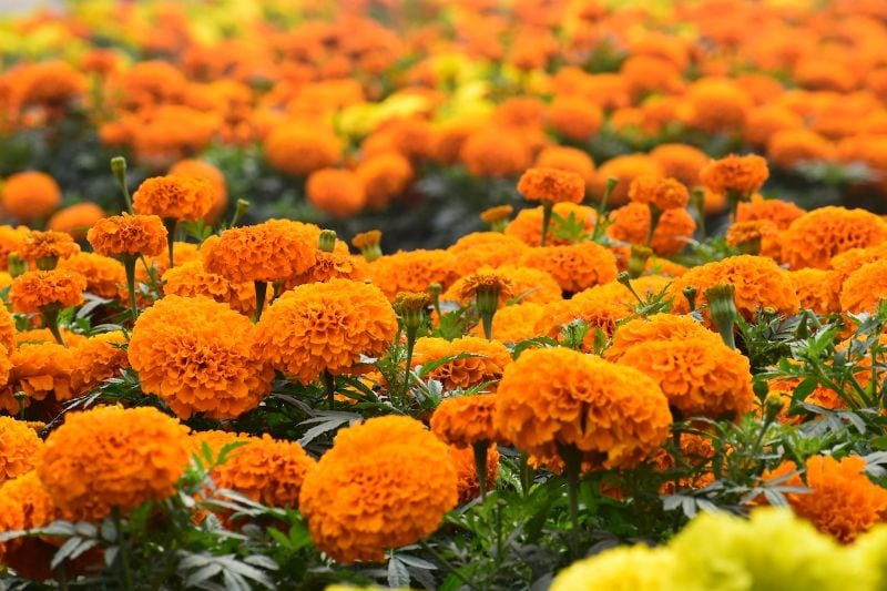 orange and yellow Tagetes erecta or African marigold flowers