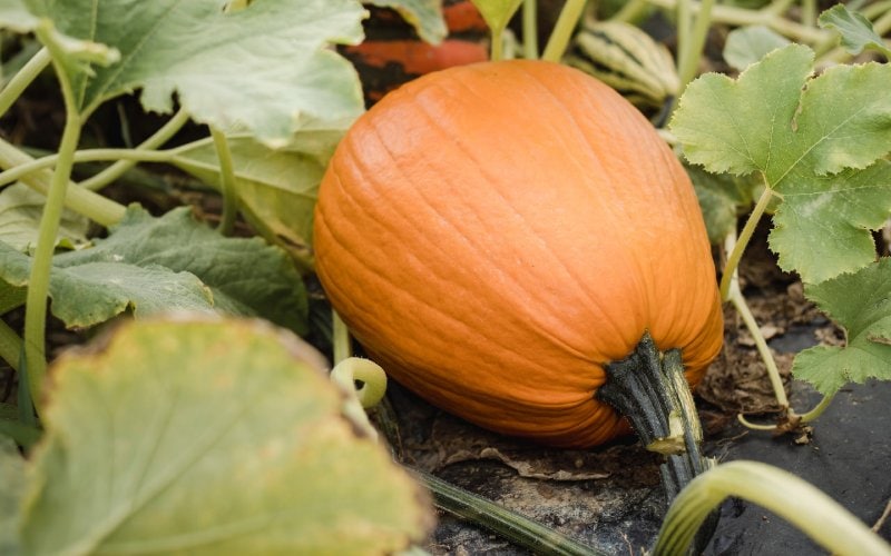 orange pumpkin on the ground
