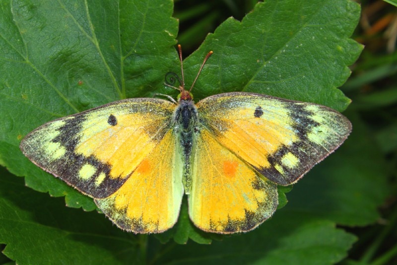 orange sulfur butterfly