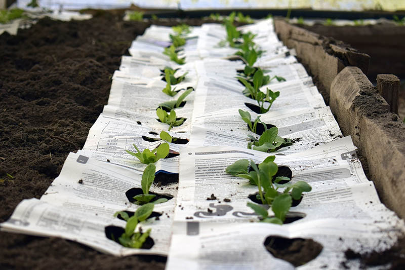 paper mulch