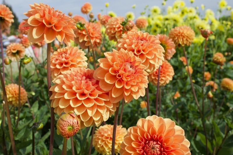 peach-colored dahlia flowers in a field