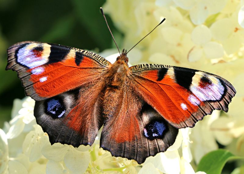 peacock butterfly in the family Nymphalidae