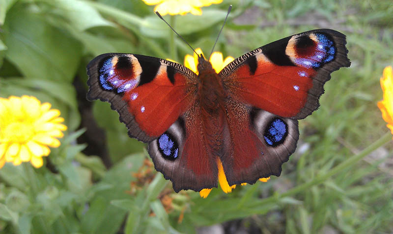 peacock butterfly