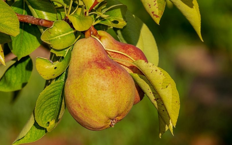 pear fruits on a tree