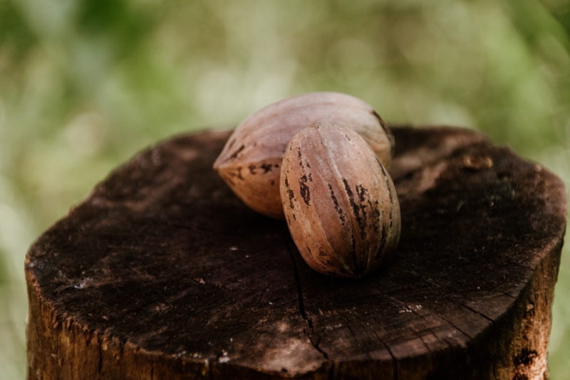 pecan log