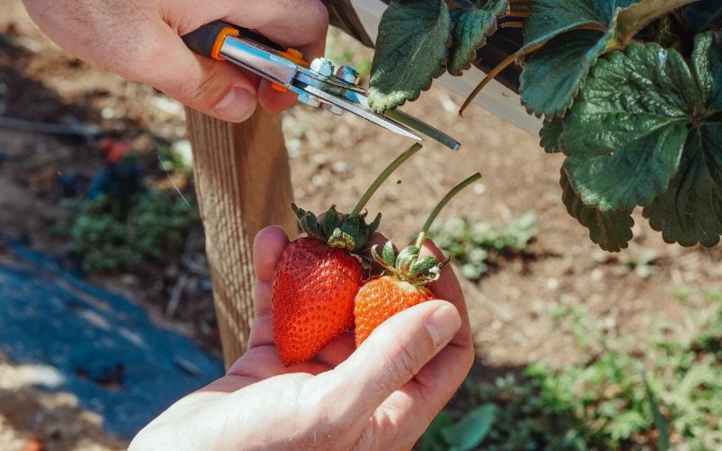 person using pruning shears to harvest strawberries