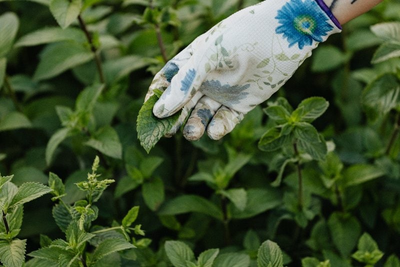 person wearing gardening glove holding a spearmint leaf