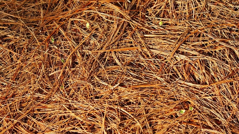 pine straw mulch