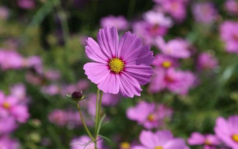 pink Cosmos garden flowers also known as Mexican aster