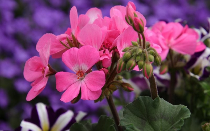 pink Pelargonium or geranium flowers