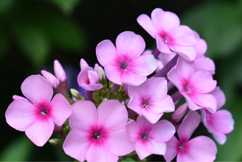 pink Phlox (Phlox paniculata) flowers