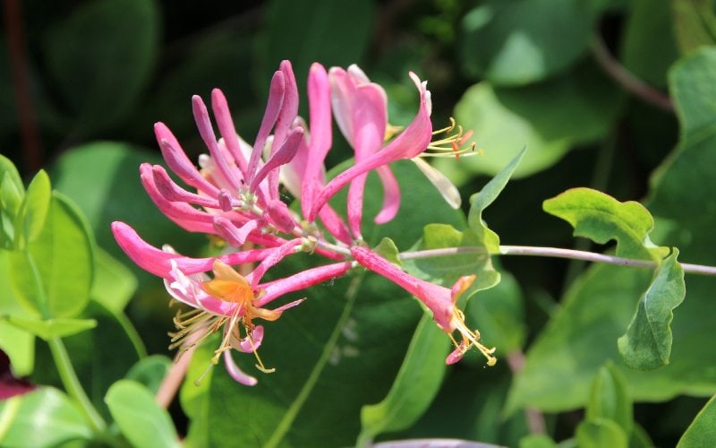 pink Trumpet or Coral Honeysuckle