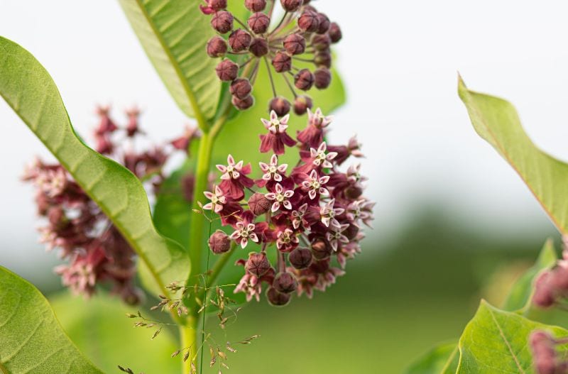 pink and white Milkweed (Asclepias) flowers