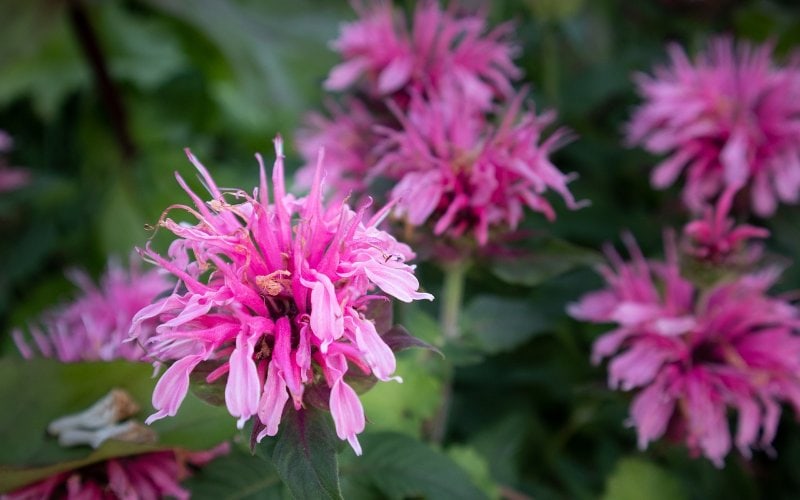 pink bee balm, also known as wild bergamot flowers (Monarda fistulosa)