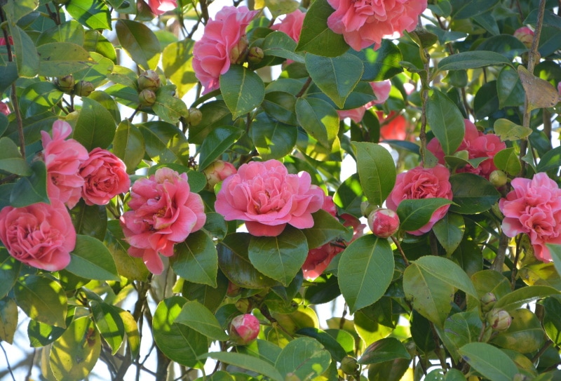 pink camellia flowers