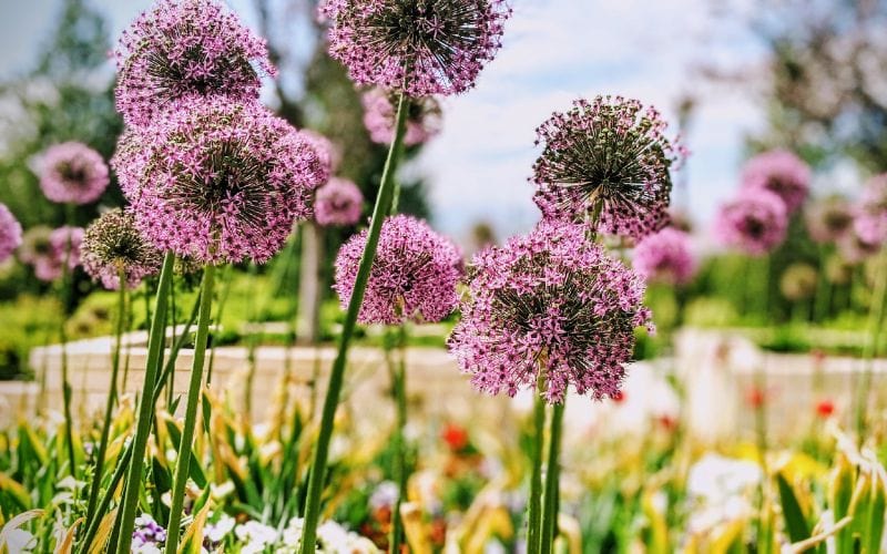 pink giant allium flowers