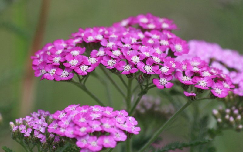 pink yarrow flowers, also known as Achilleas