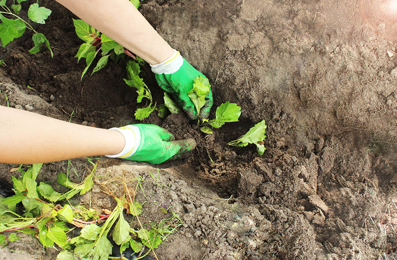 planting aster seedlings