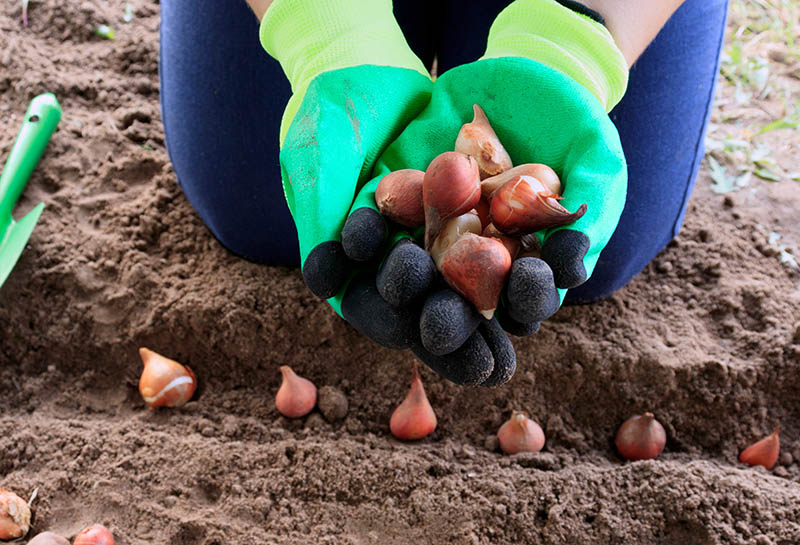 planting tulip bulbs