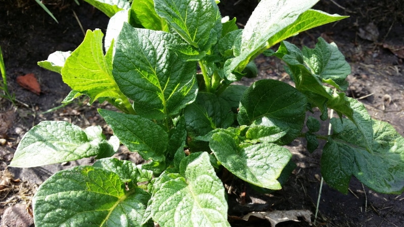 potato plant