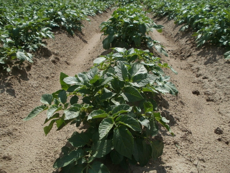 potato plantation