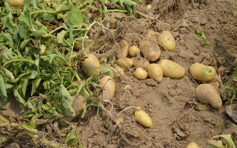 potatoes on the ground