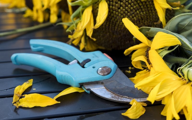 pruning shears with blue handles on a table