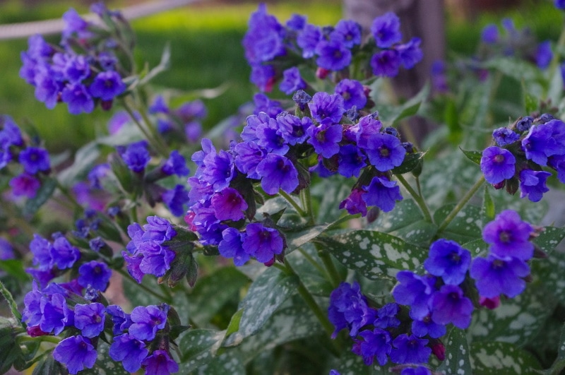 pulmonaria flowers