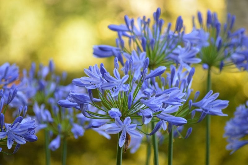 purple Agapanthus flowers, also known as Lily of the Nile or African lily