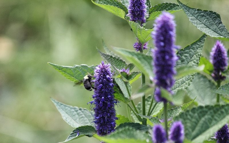 purple Anise Hyssop flowers