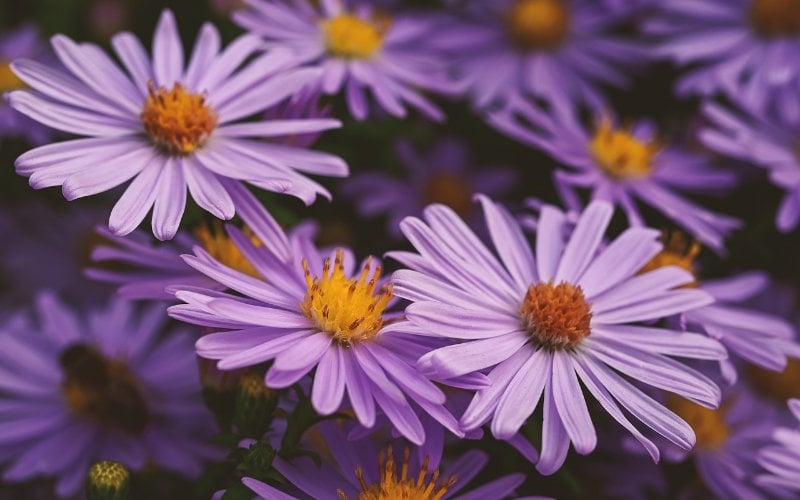 purple Aster flowers