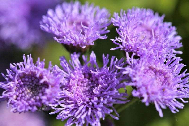 purple Floss Flowers