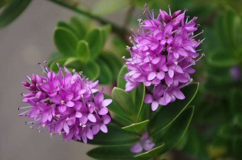 purple Hebe (Veronica sect.) flowers