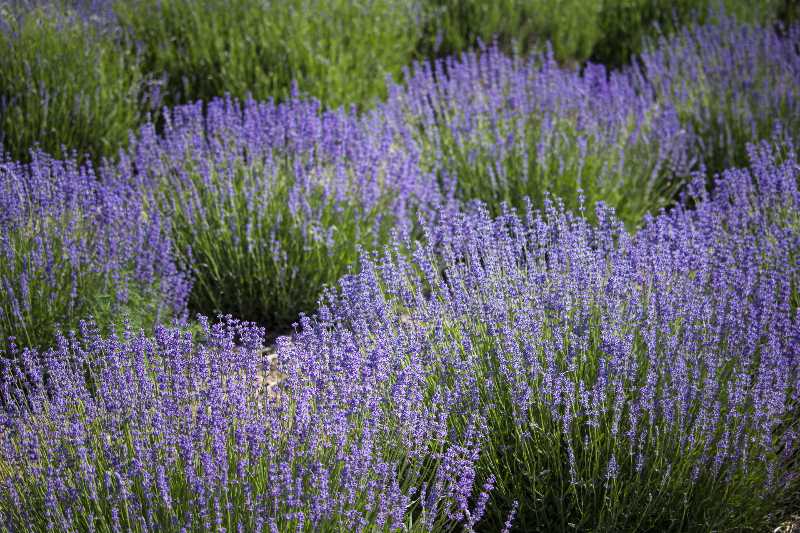 purple Russian Sage flowers