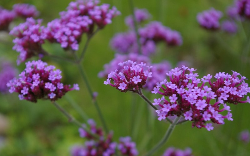 purple Verbena flowers