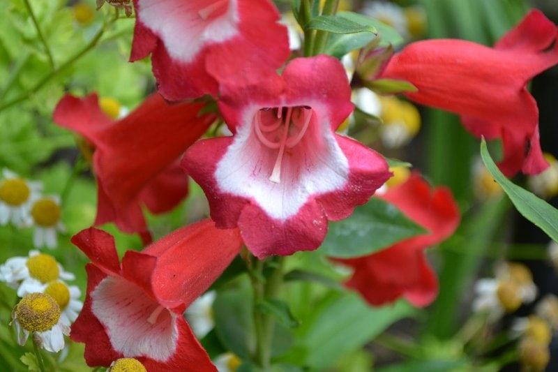 red Penstemon flowers, also known as Beardtongue