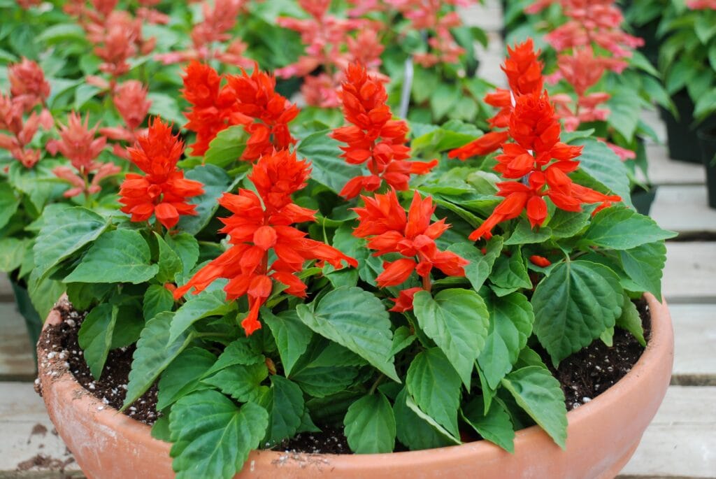 red Salvia splendens in a brown flower pot