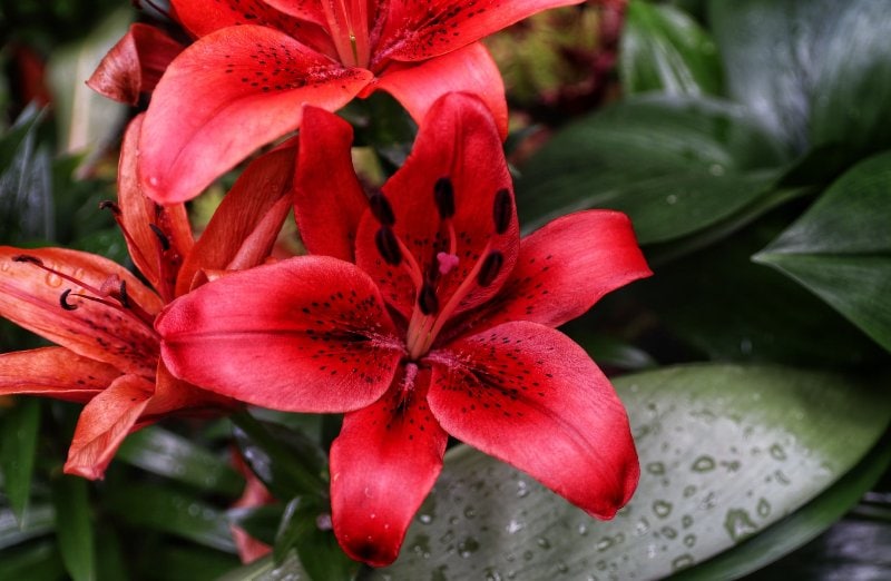 red lily flowers