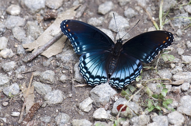 red spotted purple butterfly