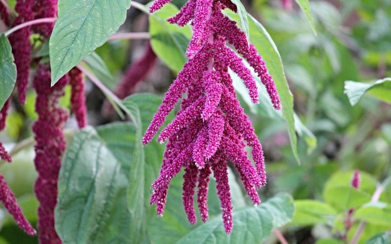 red violet Amaranthus flowers