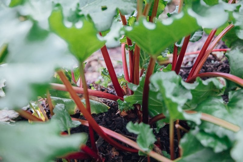 rhubarb planted in soil outdoors