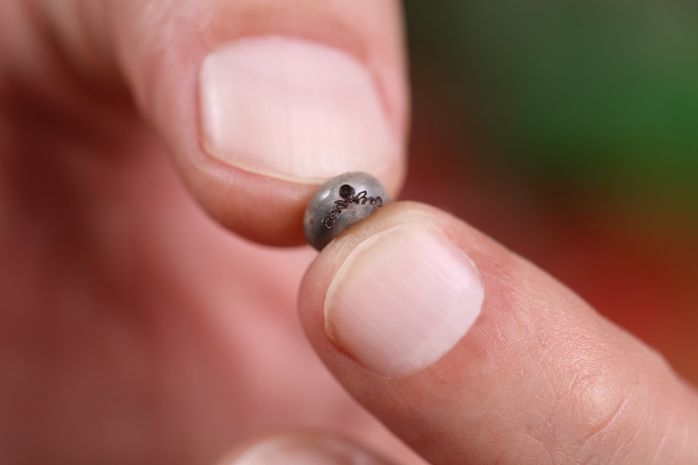 Mountain Wood Tick