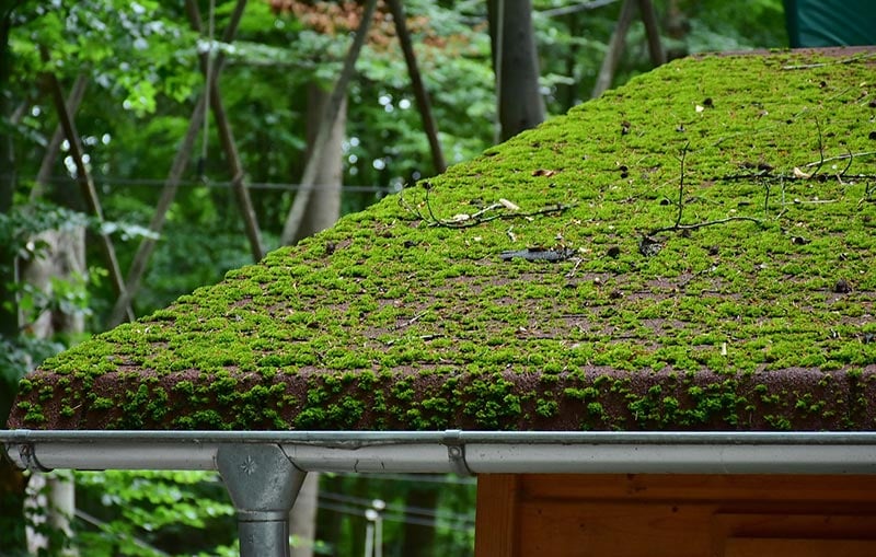 roof full of green moss