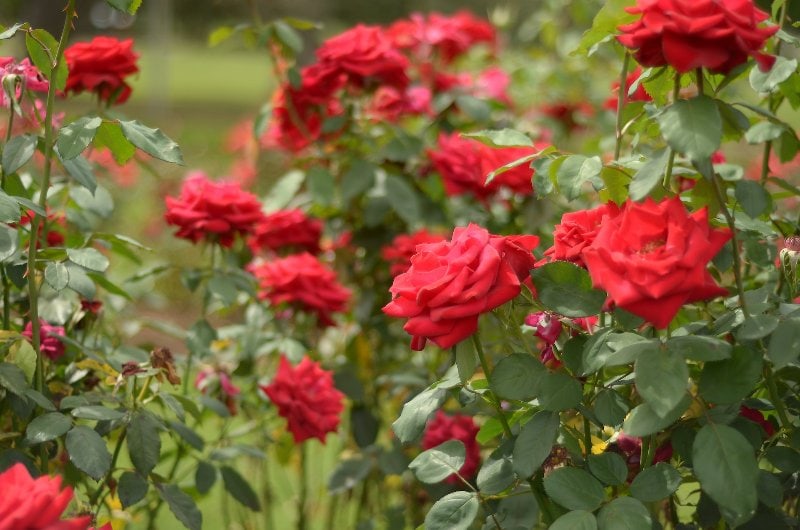 red roses