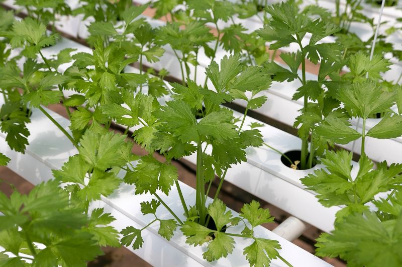 rows of coriander herb being grown hydroponically